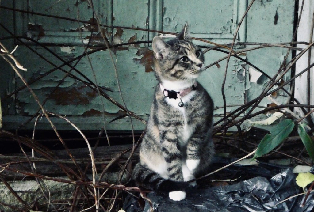 Cat and old door, 4/10/23