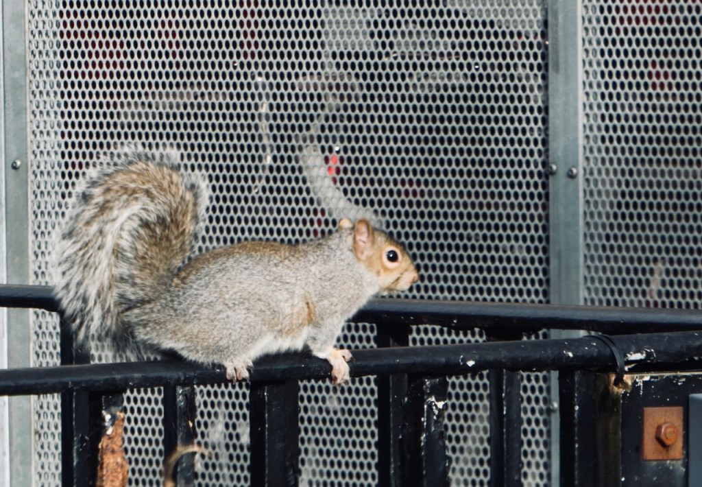 Bike shed squirrel, 13/11/23