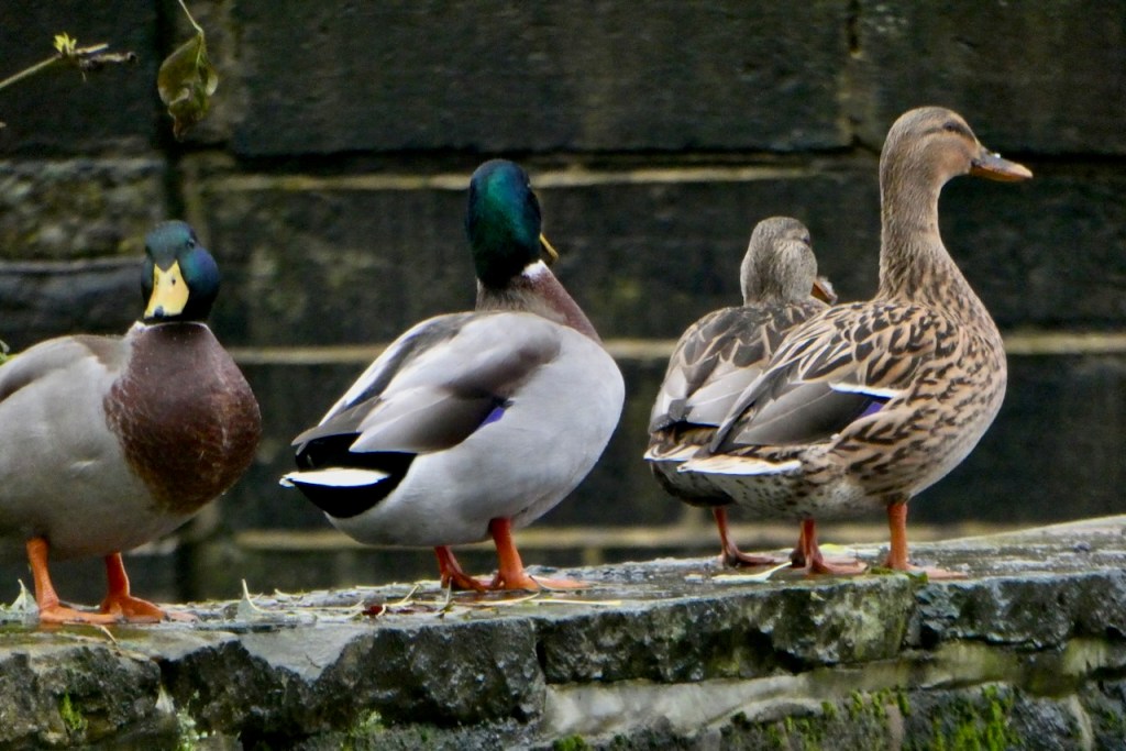 Duck portrait, 8/11/23