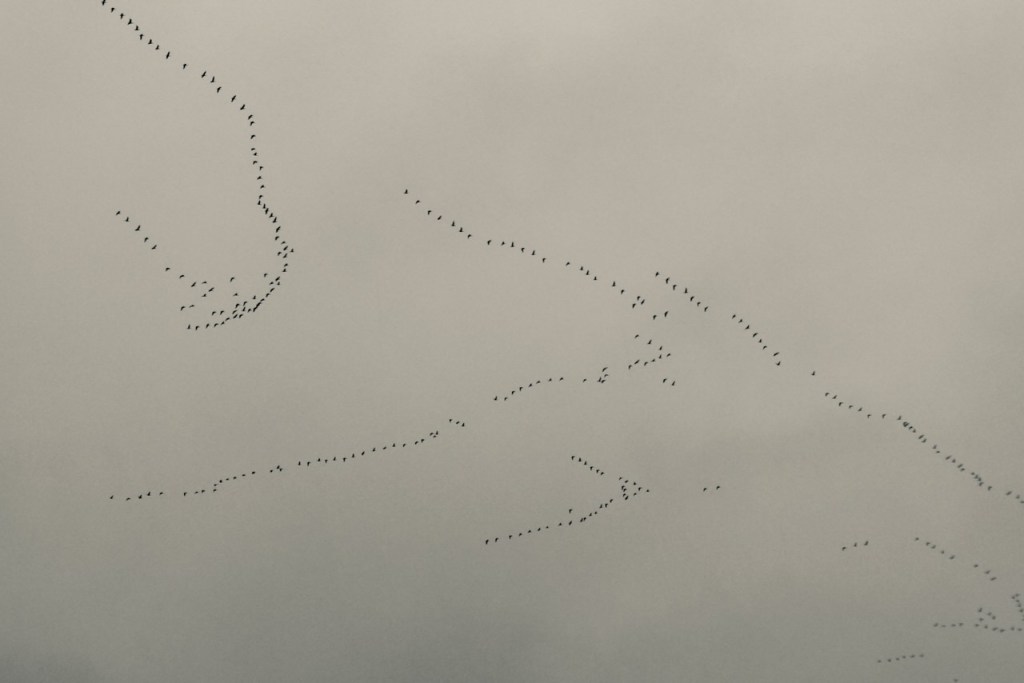 Many geese, 12/11/23