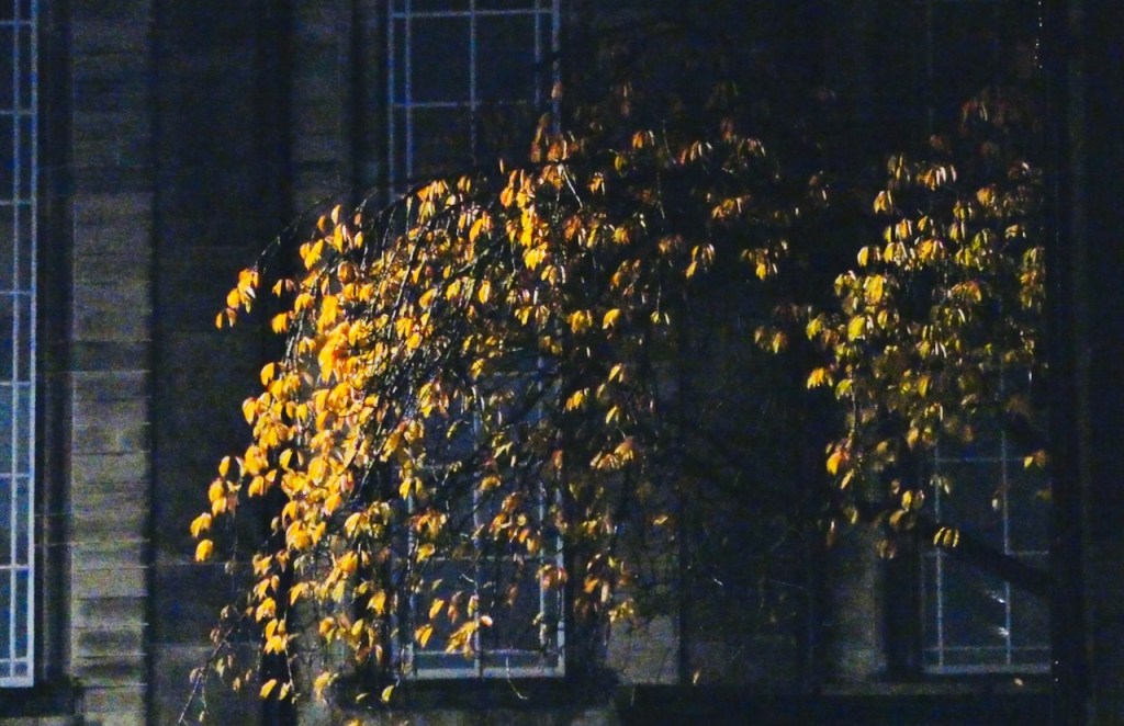 Tree and Baptist Chapel, 2/11/23