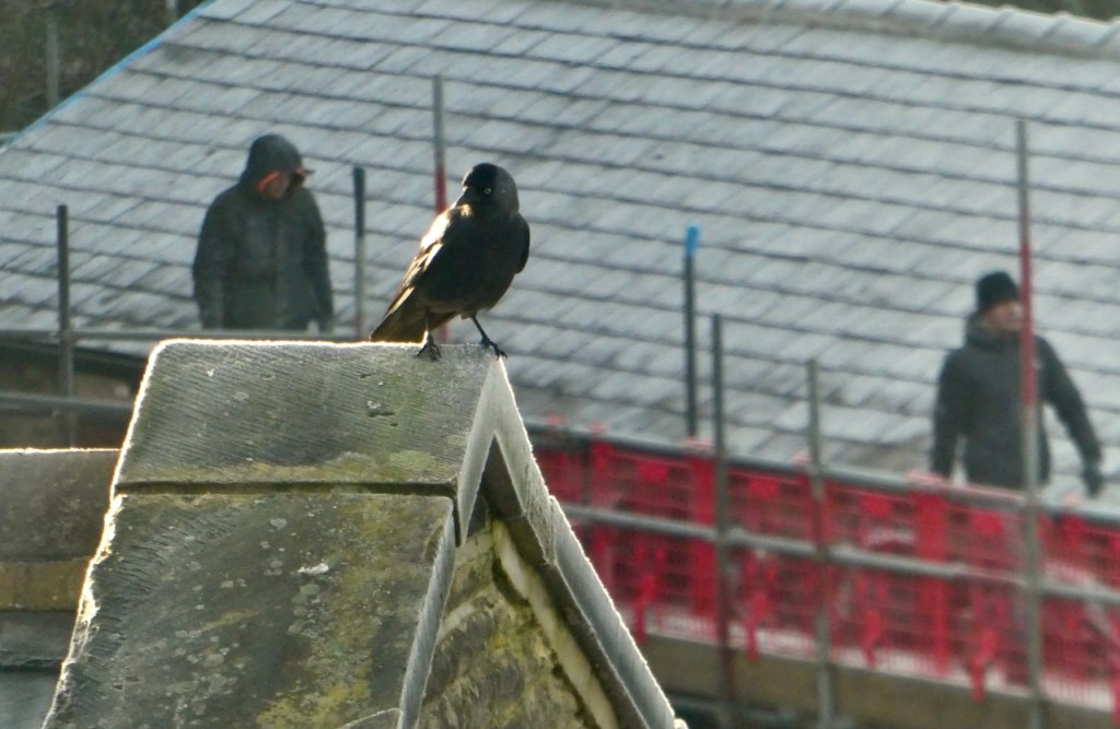 Jackdaw and roofers, 6/12/23