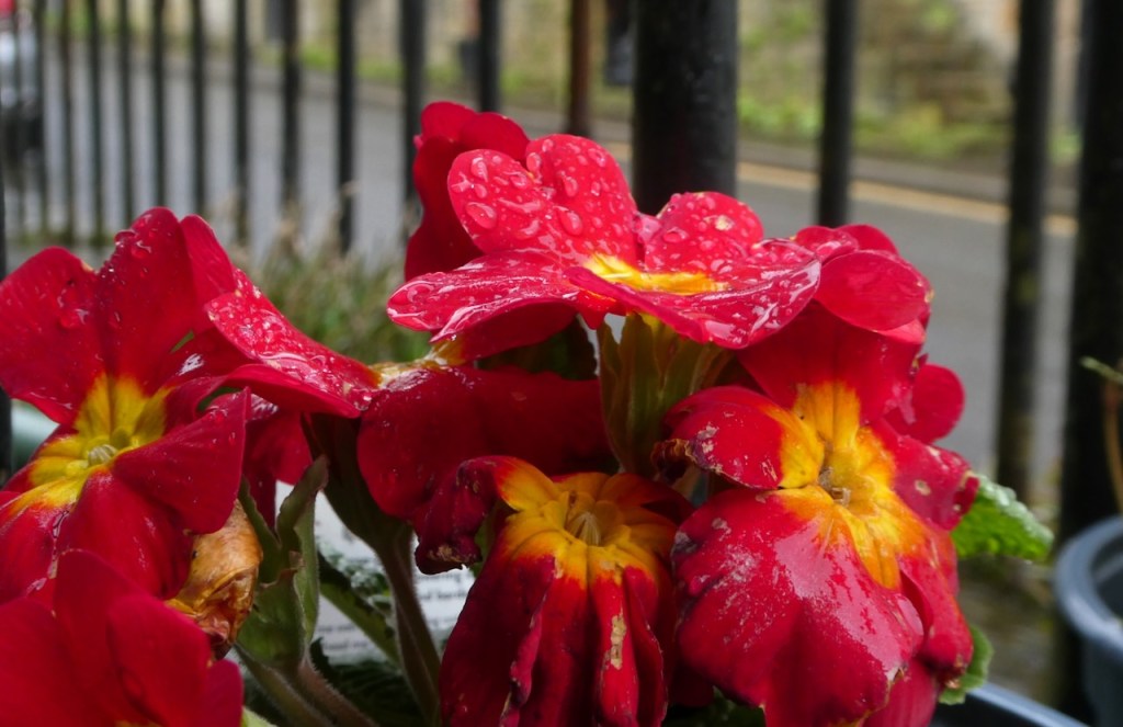 Flowers at no. 39, 14/3/24