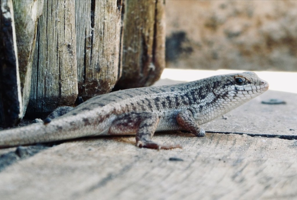 Happy skink, 21/4/24