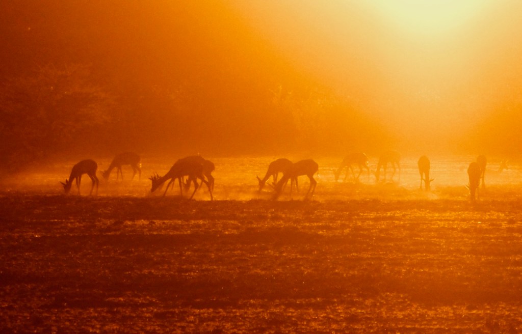 Springbok at sunset, 24/4/24