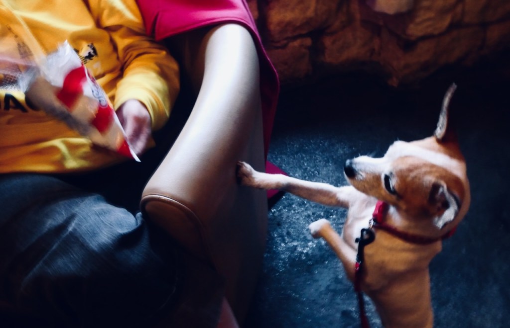 Trixie seeks crisps, 3/4/24