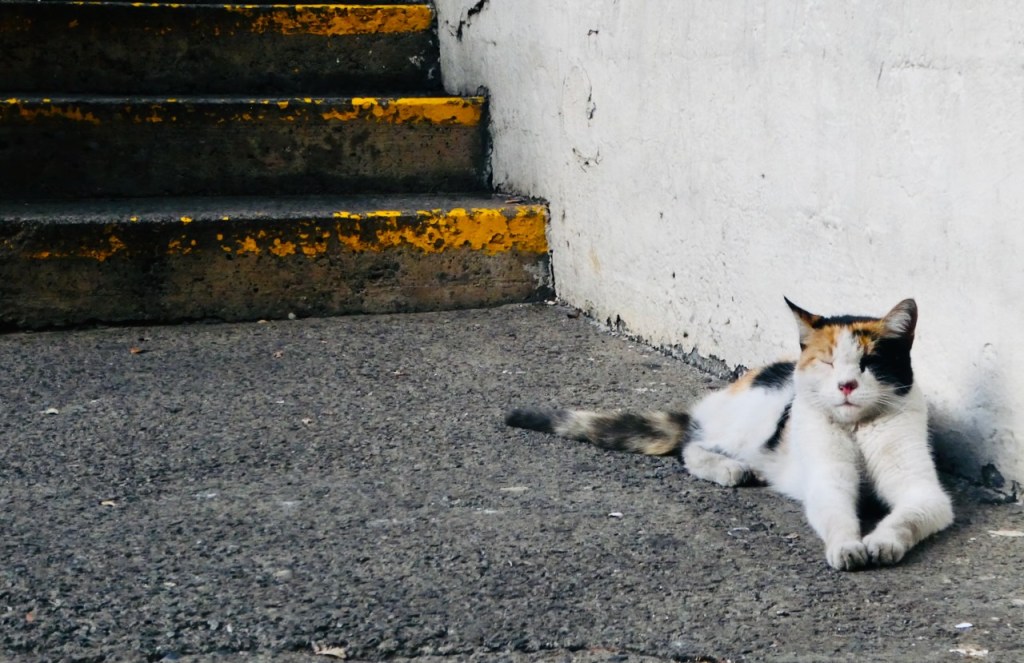 Standard cat guardian, 6/5/24