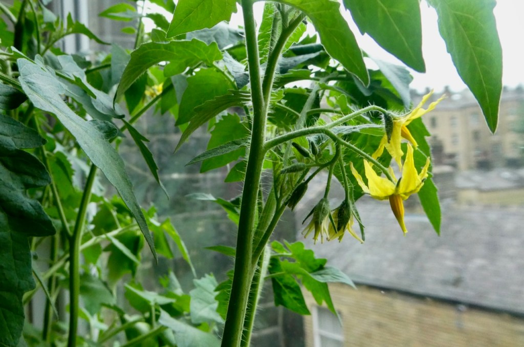 Tomato flower, 23/5/24