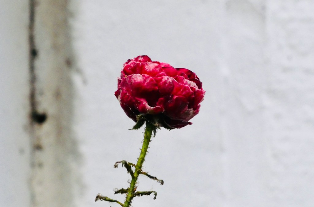 Rose in beer garden, 27/6/24
