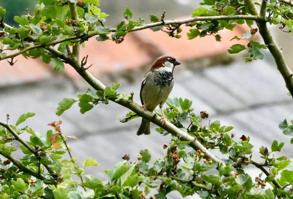 Sparrow, 25/6/24