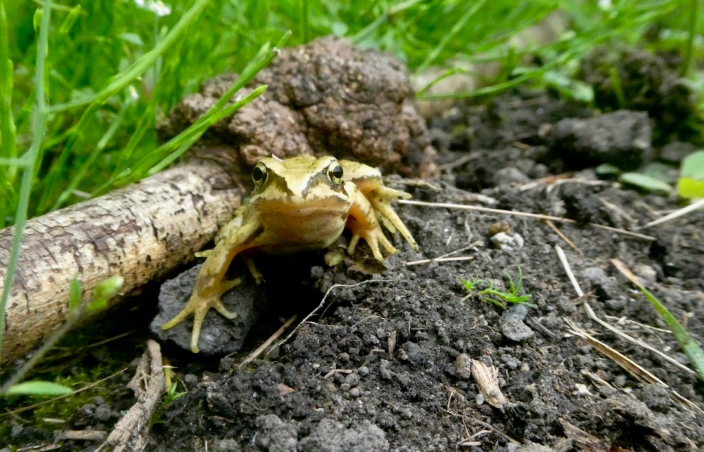 Allotment frog, 22/7/24