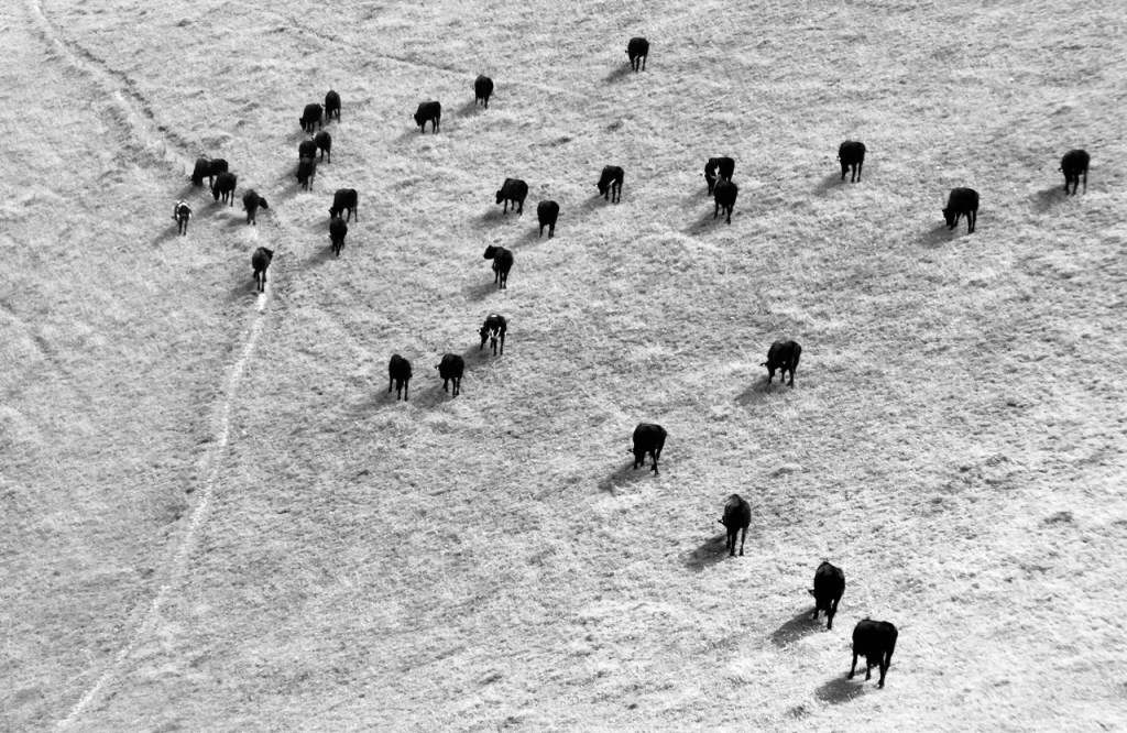 Cows at Devil's Dyke, 6/7/24