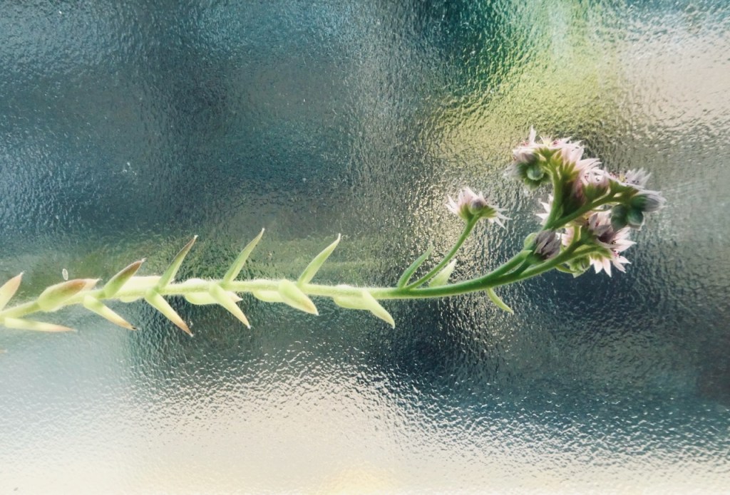 Loo plant flower, 15/7/24