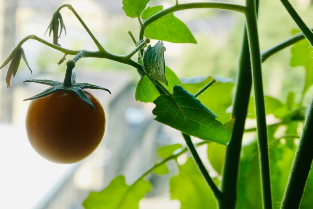 Ripening tomato, 30/7/24