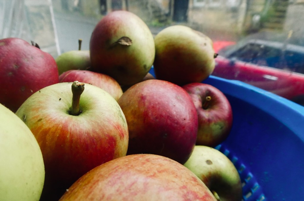 Apples and car, 8/10/24