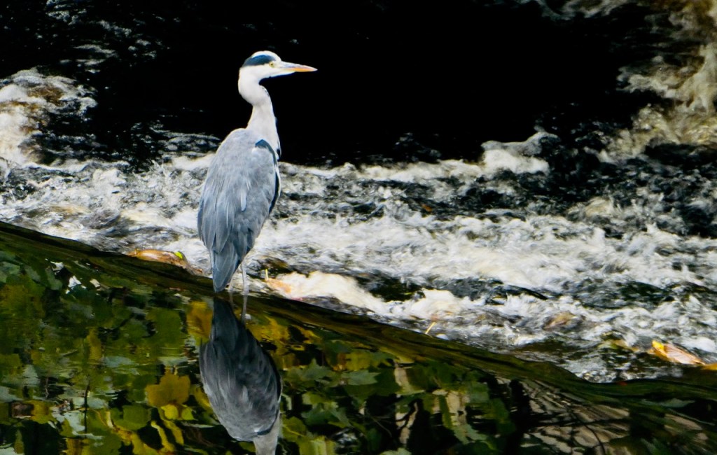 Heron returns, 13/10/24