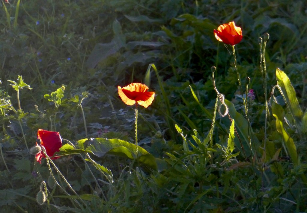 Poppies, 19/10/24