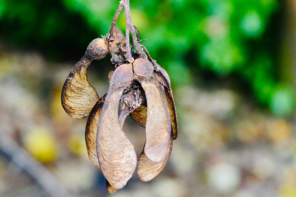 Sycamore seeds, 18/11/24