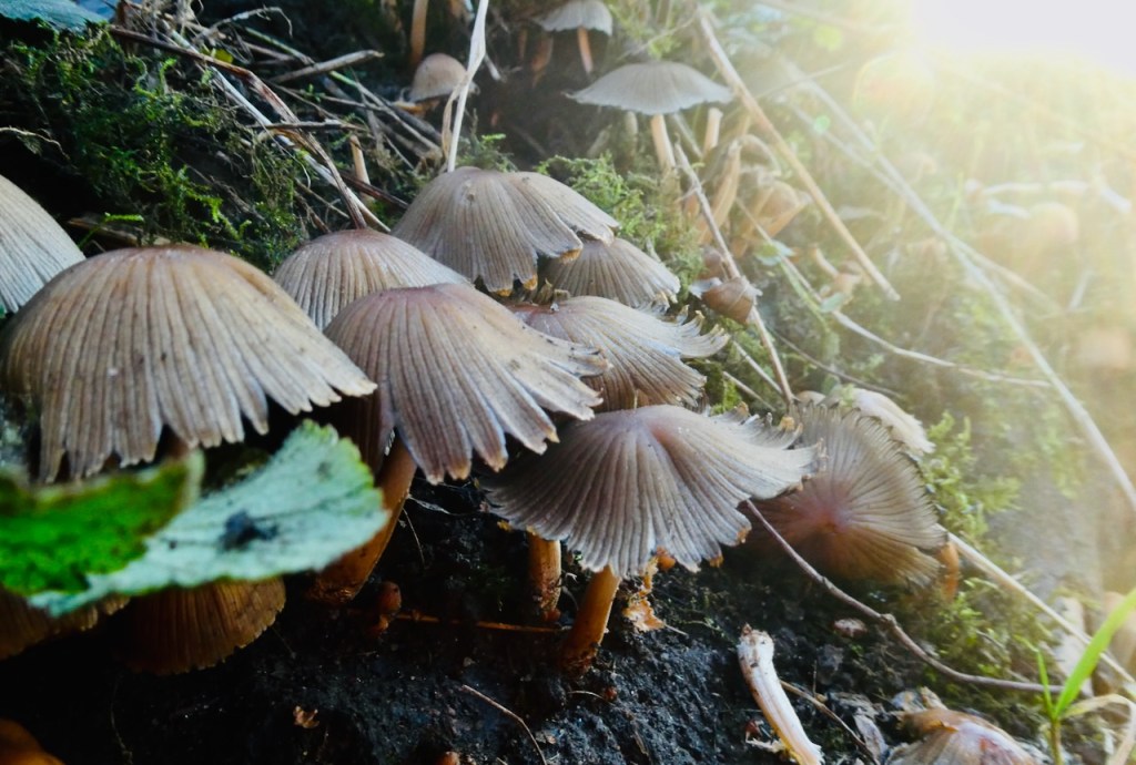 Parasol fungi, 27/12/24