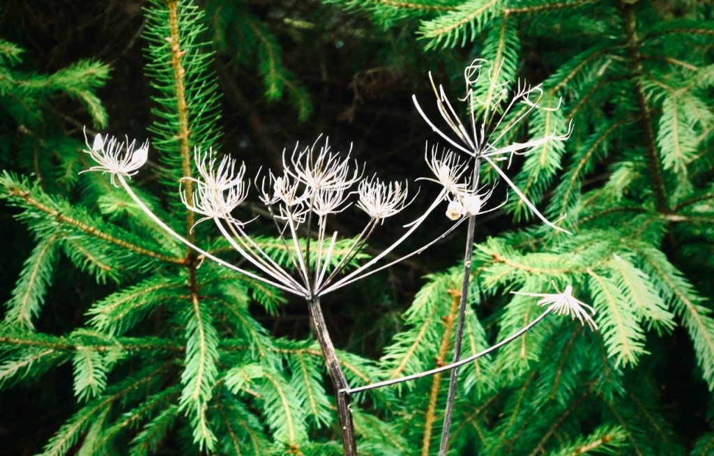 Pine trees and hogweed, 25/12/24