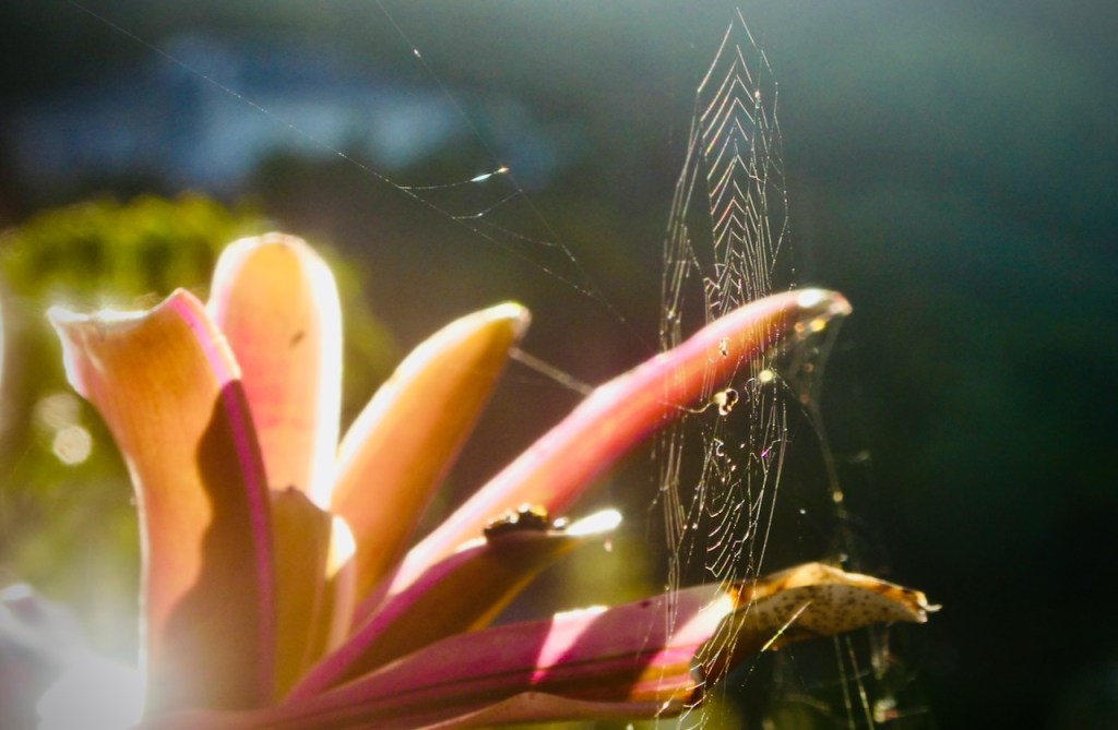 Cobweb and fingers, 27/1/25