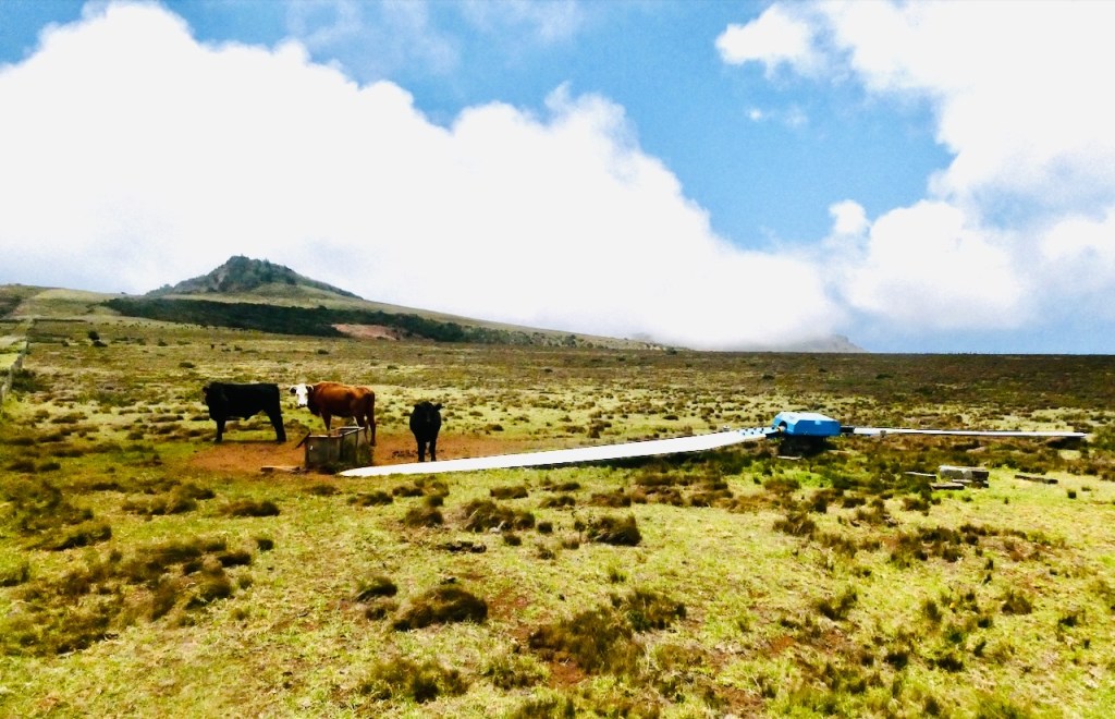 Cows, turbine and Flagstaff, 14/1/25