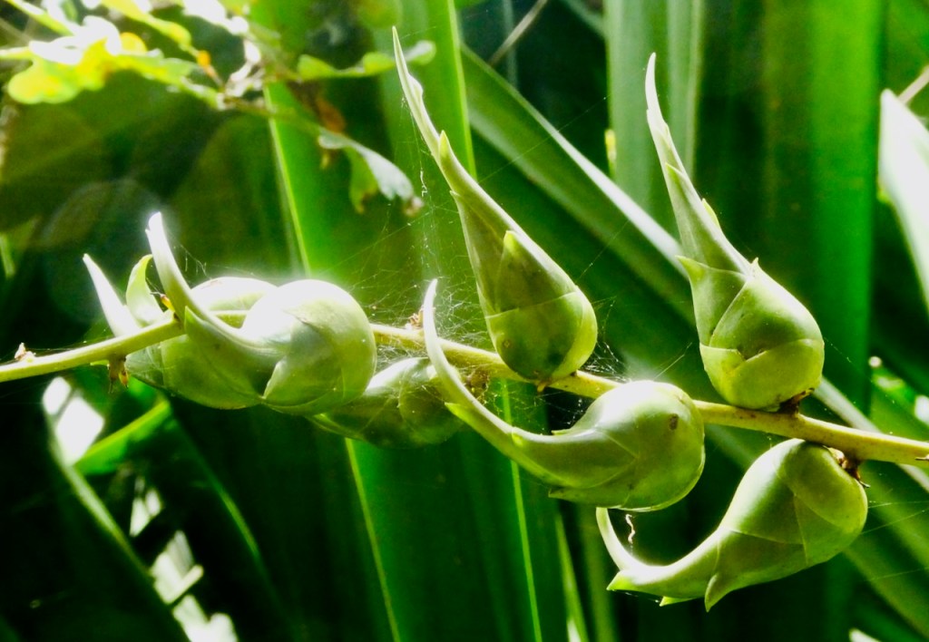 Elephant heads, 22/1/25