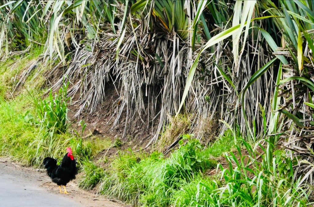 Flax and chicken, 21/1/25