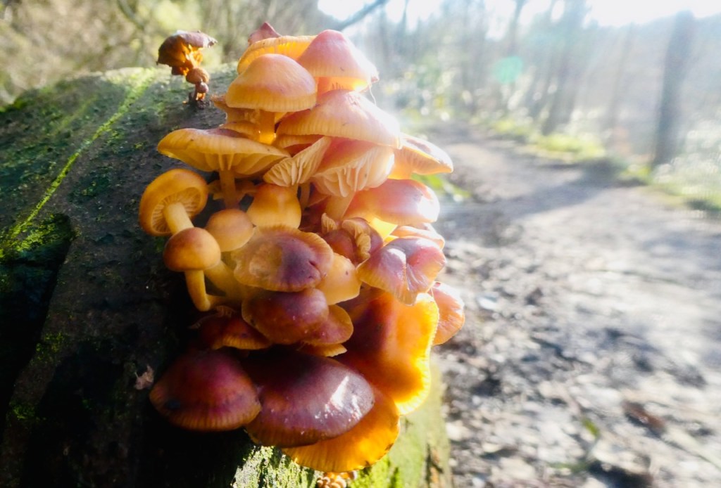 Golden fungus, 14/2/25