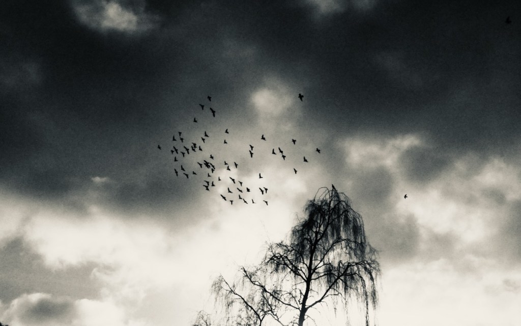 Pigeon patrol, 5/2/25