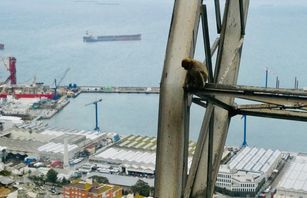 Macaque on pylon, 16/3/25