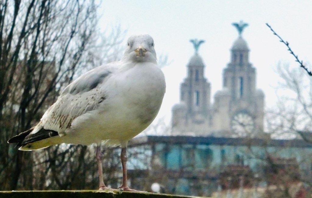 Seagull and Liver Building, 21/3/25