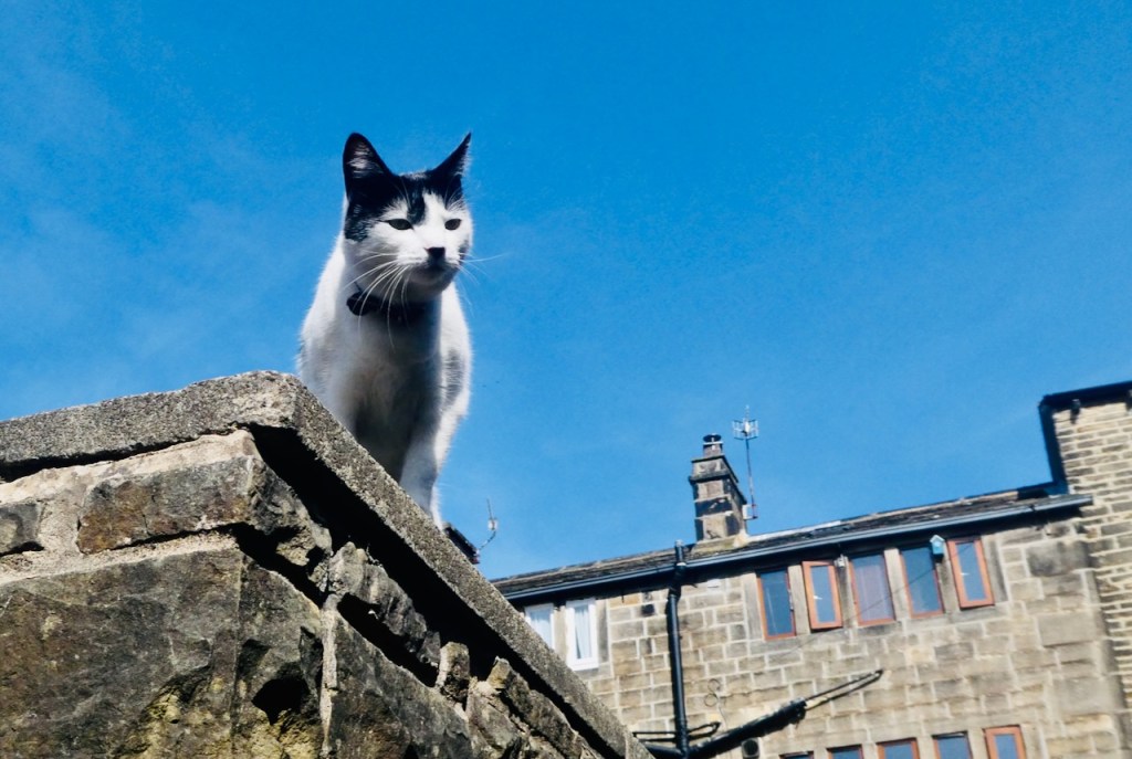 The new Matilda, 26/3/25