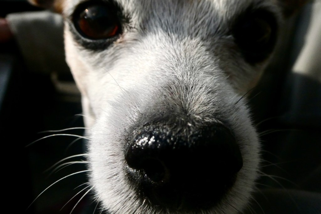 Trixie, close up, 20/3/25