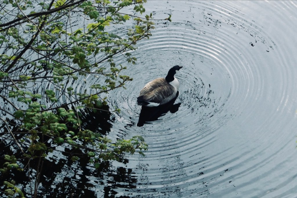 Goose ripples, 24/4/25