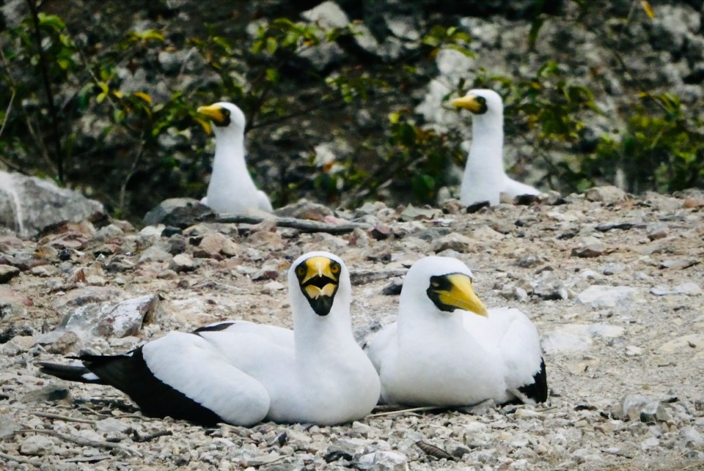 Masked boobies, 10/4/25