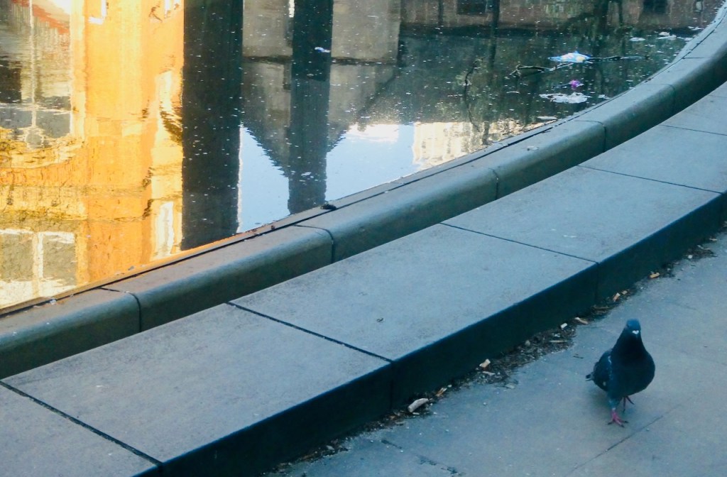 Pigeon and pool, 1/4/25