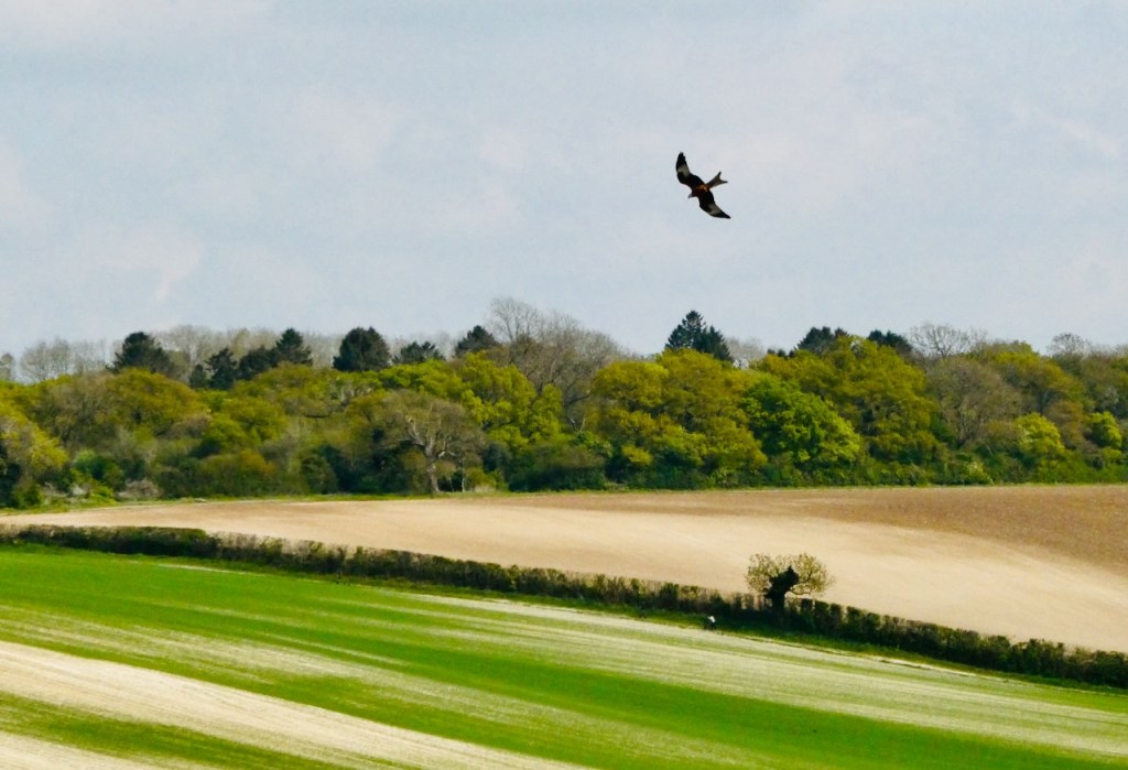 Red kite, 25/4/25