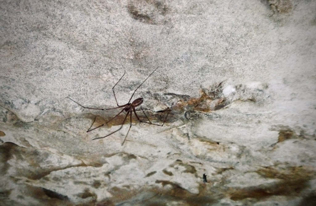 Shed spider, 15/4/25