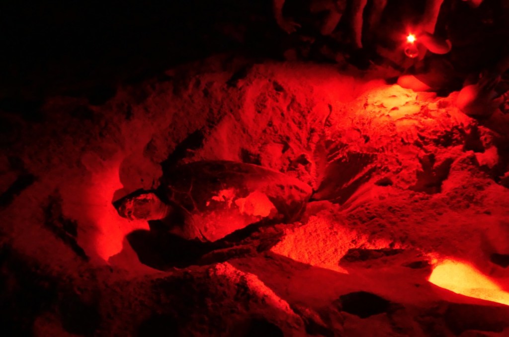 Green sea turtle, 7/4/25