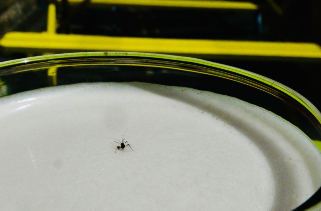 Insect on beer, 28/5/25