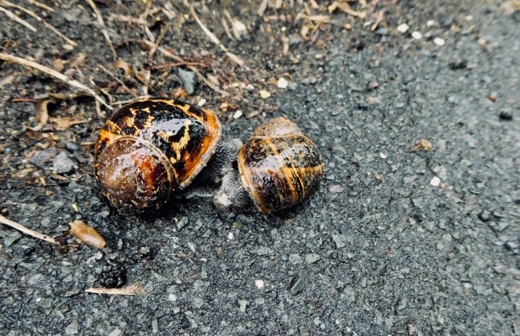 Snail mates, 29/5/25