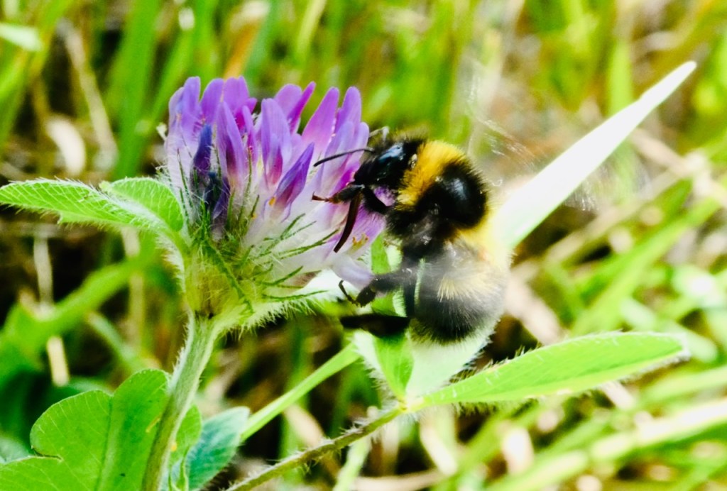 Bumblebee, 28/6/25