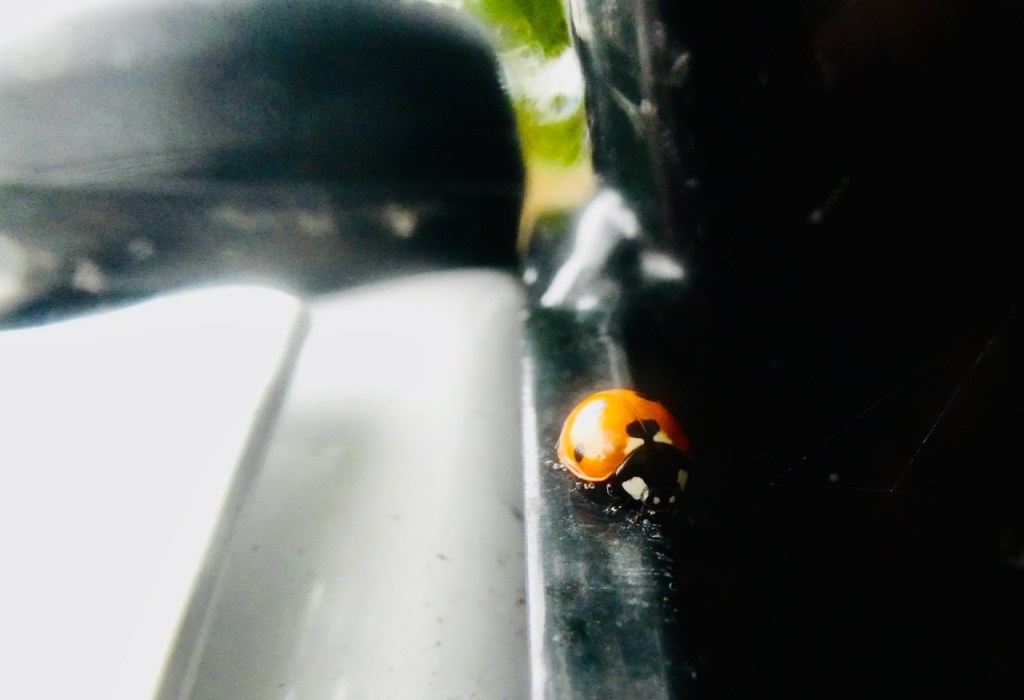Ladybird, 22/7/25