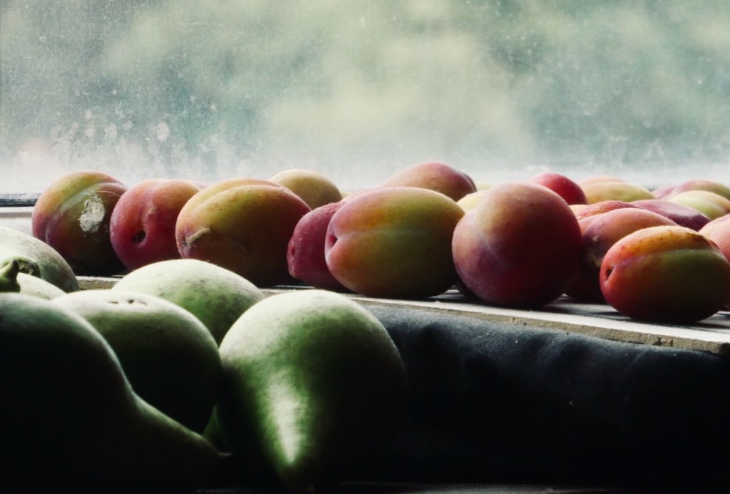 Plums and pears, 11/8/25