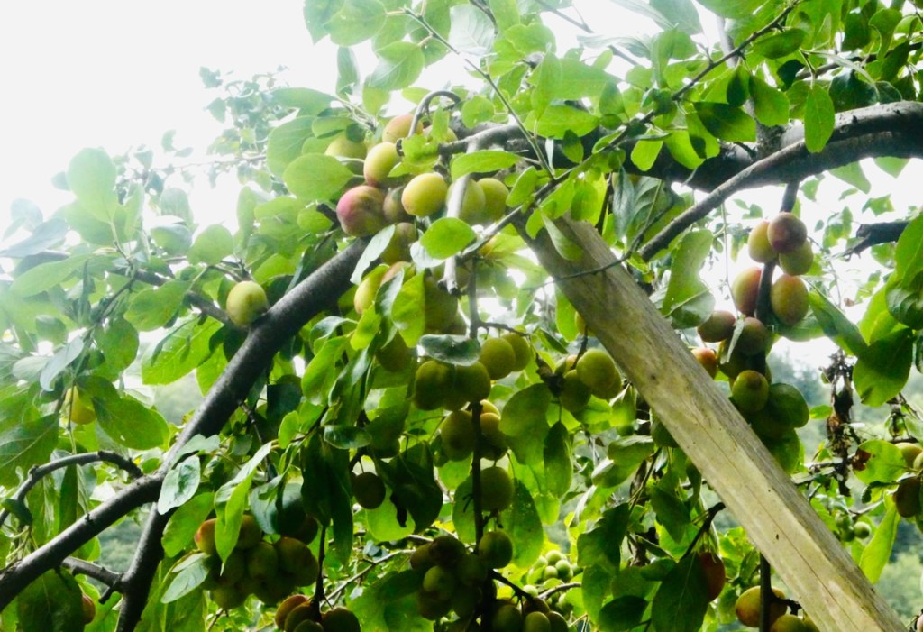 Propped up plums, 8/8/25