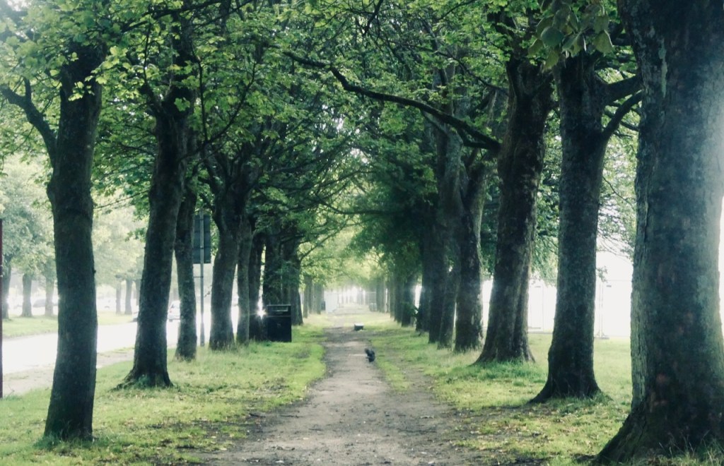 Avenue, Savile Park, 7/8/25