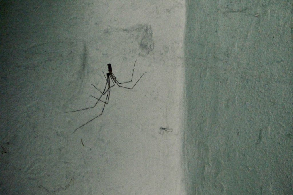 Stairwell spider, 29/8/25