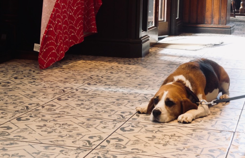 Depressed dog, 25/10/25