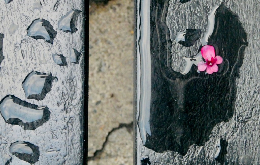 Flower in rain, 1/10/25